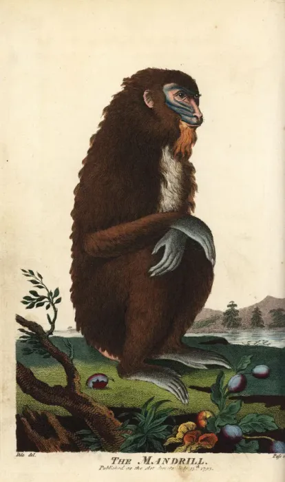 Framed Print : Mandrill, Mandrillus sphinx, female Framed Print : Mandrill, Mandrillus sphinx, female