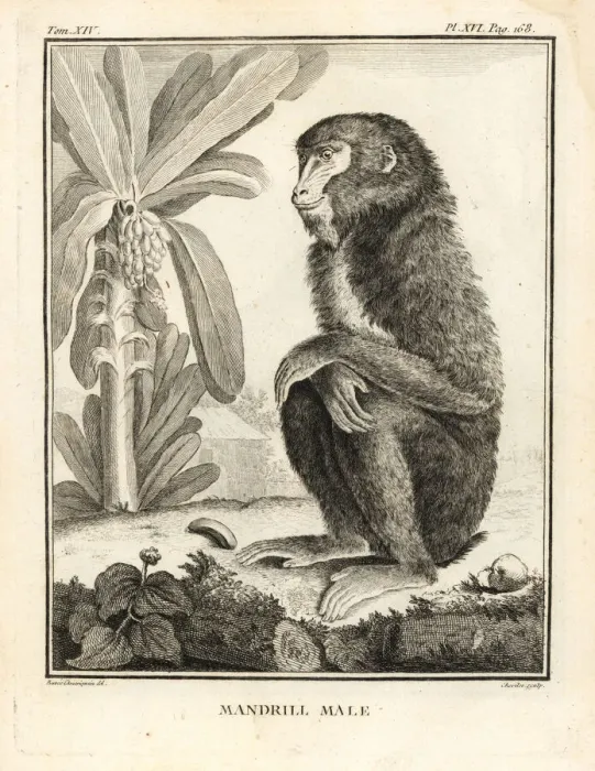 Framed Print : Mandrill, Mandrillus sphinx. Male Framed Print : Mandrill, Mandrillus sphinx. Male