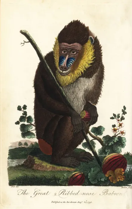 Framed Print : Mandrill, Mandrillus sphinx, male Framed Print : Mandrill, Mandrillus sphinx, male