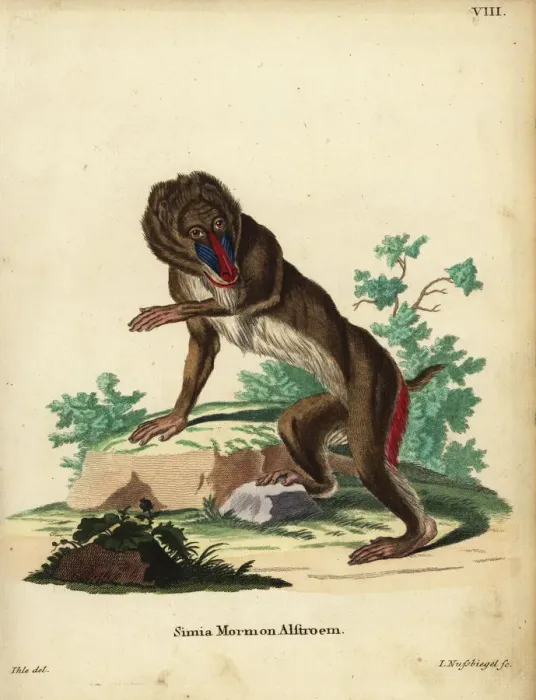 Framed Print : Mandrill, Mandrillus sphinx. Vulnerable Framed Print : Mandrill, Mandrillus sphinx. Vulnerable