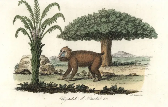Framed Print : Mandrill (vulnerable) under a baobab tree Framed Print : Mandrill (vulnerable) under a baobab tree