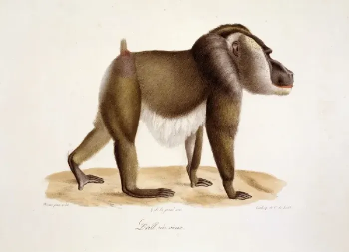 Framed Print : Mandrillus leucophaeus, drill Framed Print : Mandrillus leucophaeus, drill