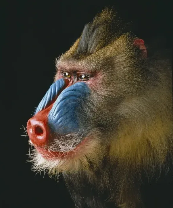 Framed Print : Mandrillus sphinx, mandrill Framed Print : Mandrillus sphinx, mandrill