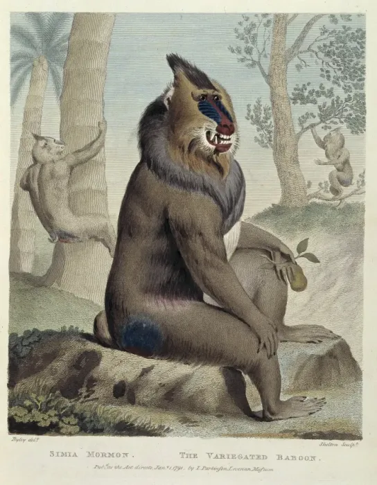 Framed Print : Mandrillus sphinx, mandrill Framed Print : Mandrillus sphinx, mandrill