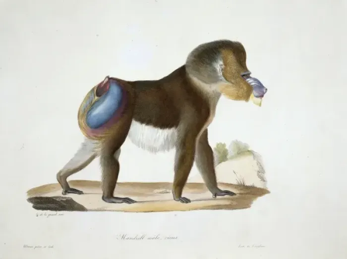 Framed Print : Mandrillus sphinx, mandrill Framed Print : Mandrillus sphinx, mandrill