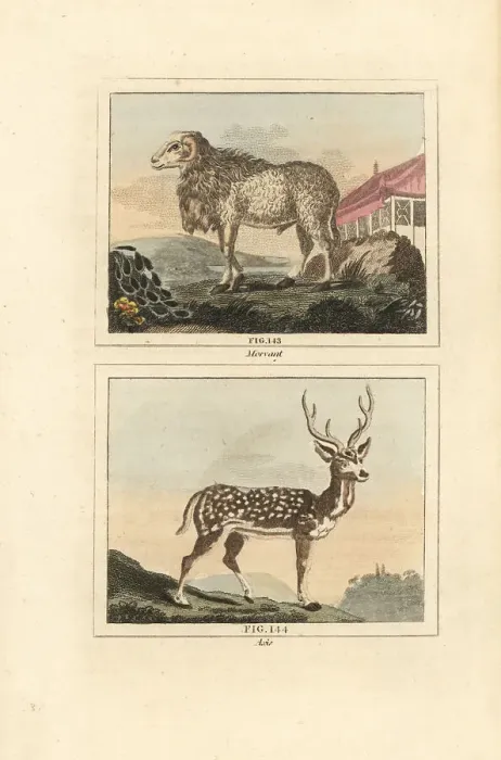 Framed Print : Maned sheep and chital deer Framed Print : Maned sheep and chital deer