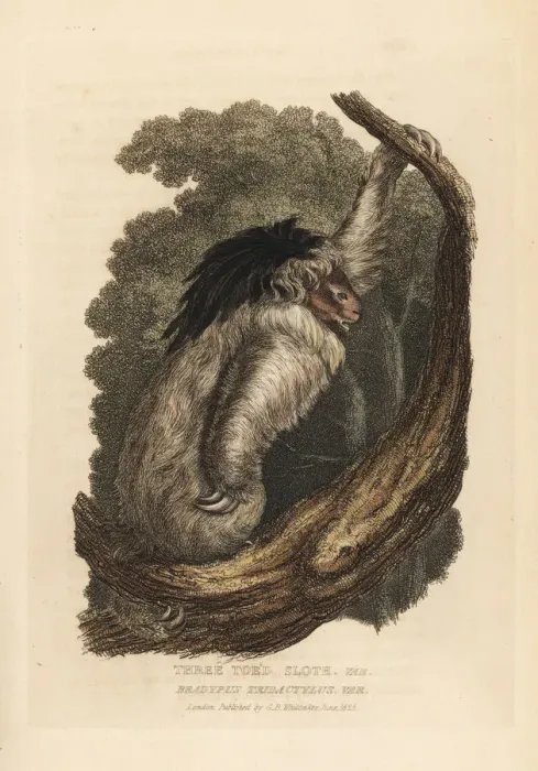 Framed Print : Maned sloth, Bradypus torquatus. Vulnerable Framed Print : Maned sloth, Bradypus torquatus. Vulnerable