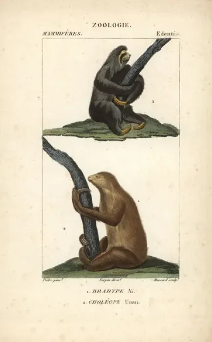 Framed Print : Maned three-toed sloth, Bradypus torquatus Framed Print : Maned three-toed sloth, Bradypus torquatus