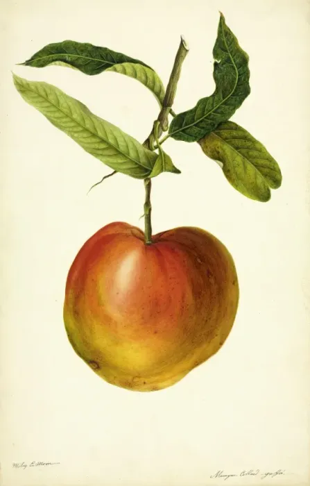Framed Print : Mangifera indica, mango Framed Print : Mangifera indica, mango