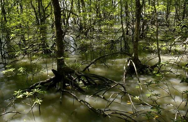 Mangrove forest at high tide