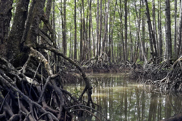 Mangrove forest in the valley of a river in Sabang
