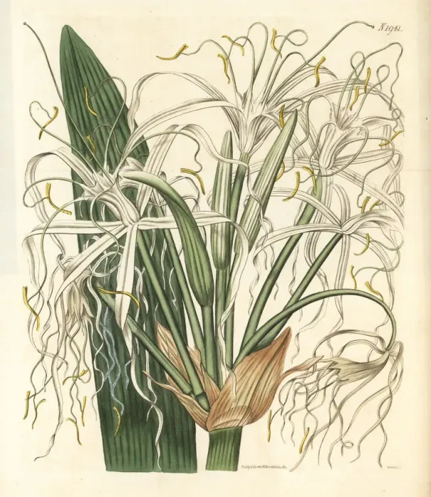 Framed Print : Mangrove spider-lily, Hymenocallis latifolia Framed Print : Mangrove spider-lily, Hymenocallis latifolia