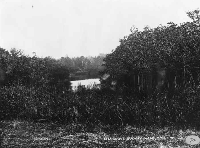 Framed Print : Mangrove swamp in Bermuda 1873 Framed Print : Mangrove swamp in Bermuda 1873