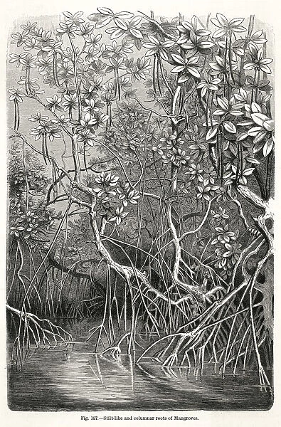 MANGROVE TREE. Stilt-like and columnnar roots of Mangrove trees