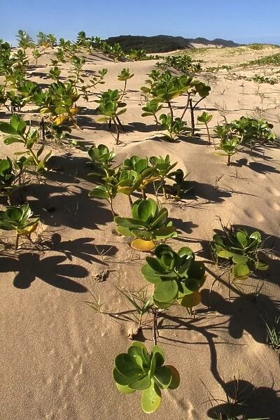 Mangroves - growing in the sand