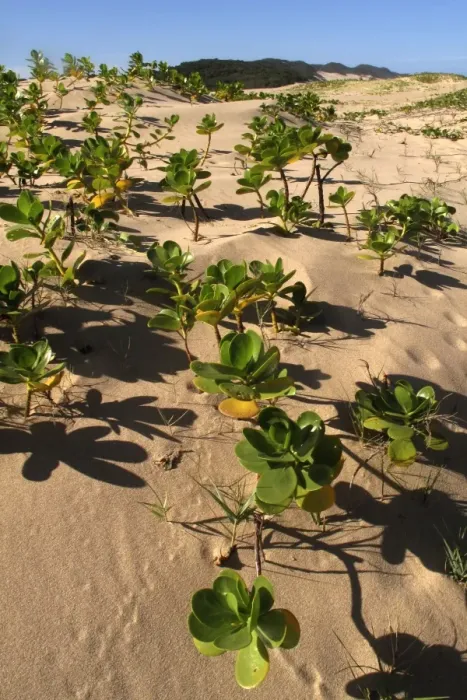Framed Print : Mangroves - growing in the sand Framed Print : Mangroves - growing in the sand