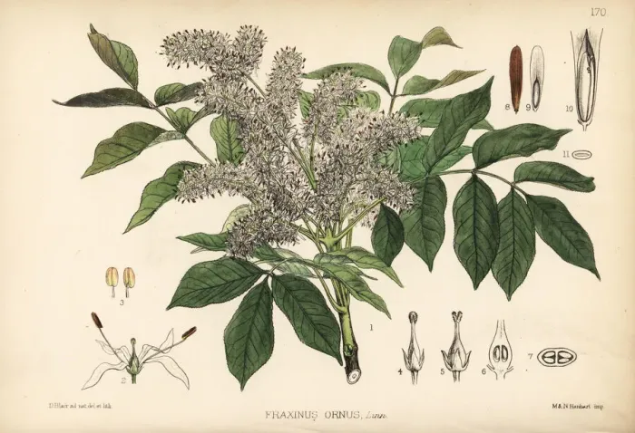 Framed Print : Manna ash or flowering ash, Fraxinus ornus Framed Print : Manna ash or flowering ash, Fraxinus ornus