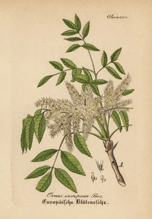Framed Print : Manna ash, Fraxinus ornus Framed Print : Manna ash, Fraxinus ornus