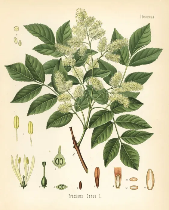 Framed Print : Manna ash, Fraxinus ornus Framed Print : Manna ash, Fraxinus ornus