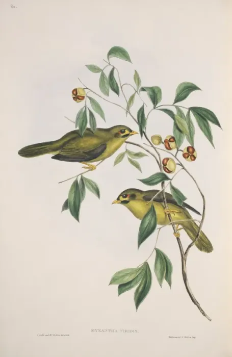 Framed Print : Manorina melanophrys, bell miner Framed Print : Manorina melanophrys, bell miner