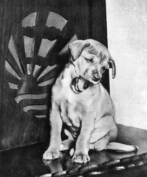Framed Print : Mans Best Friend Framed Print : Mans Best Friend
