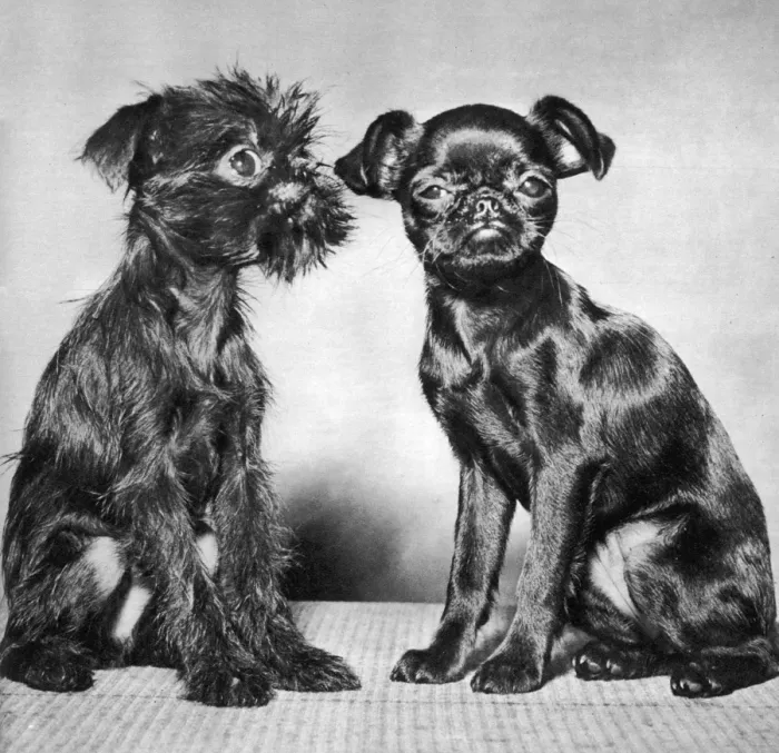 Framed Print : Mans Best Friend Framed Print : Mans Best Friend