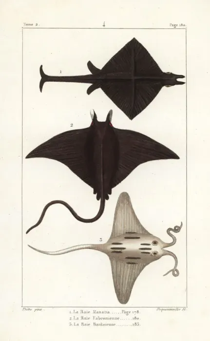 Framed Print : Manta ray, Manta birostris, devil ray, Mobula Framed Print : Manta ray, Manta birostris, devil ray, Mobula