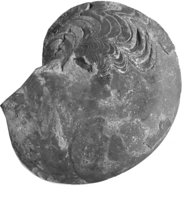 Framed Print : Manticoceras acutum, ammonoid Framed Print : Manticoceras acutum, ammonoid