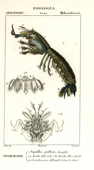 Framed Print : Mantis shrimp, Gonodactylus chiragra Framed Print : Mantis shrimp, Gonodactylus chiragra