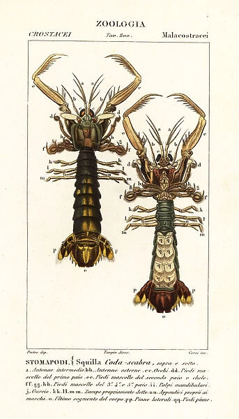 Mantis shrimp, Lysiosquilla scabricauda