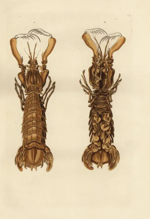 Framed Print : Mantis shrimp, Squilla mantis Framed Print : Mantis shrimp, Squilla mantis
