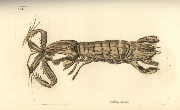 Framed Print : Mantis shrimp, Squilla mantis Framed Print : Mantis shrimp, Squilla mantis
