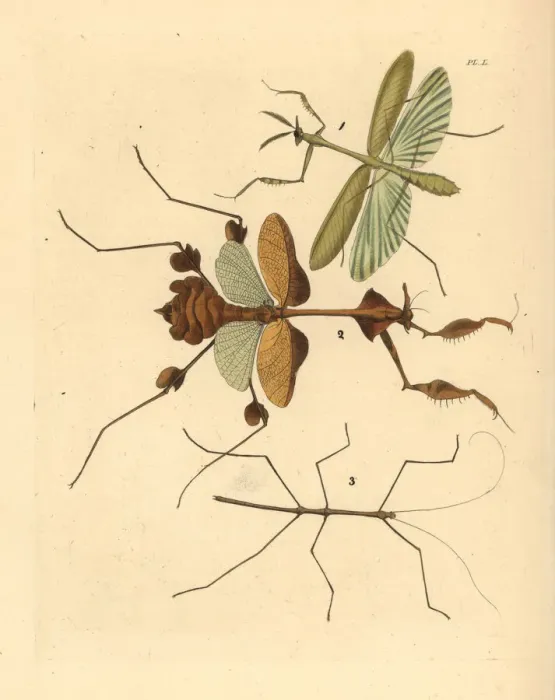 Framed Print : Mantis and stick insects Framed Print : Mantis and stick insects