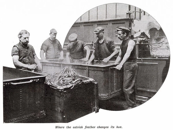 Manufacture of Ostrich Feathers - Changing Hue 1907