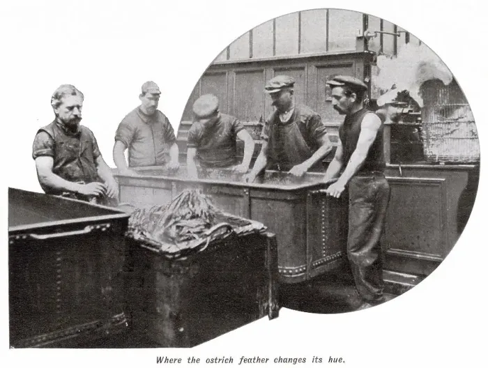 Framed Print : Manufacture of Ostrich Feathers - Changing Hue 1907 Framed Print : Manufacture of Ostrich Feathers - Changing Hue 1907