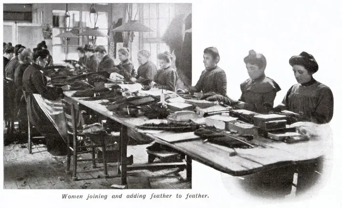 Framed Print : Manufacture of Ostrich Feathers - Joining feathers 1907 Framed Print : Manufacture of Ostrich Feathers - Joining feathers 1907