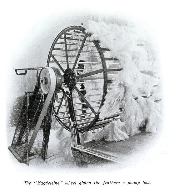 Manufacture of Ostrich Feathers - Plumping 1907