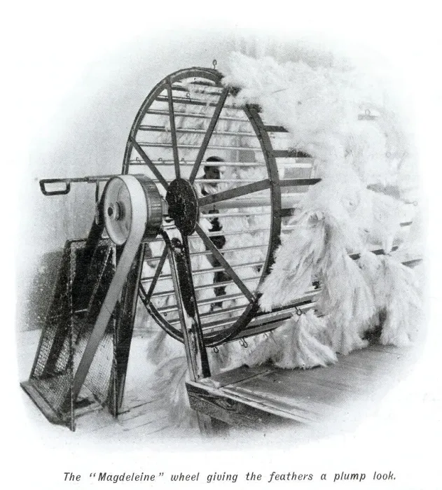 Framed Print : Manufacture of Ostrich Feathers - Plumping 1907 Framed Print : Manufacture of Ostrich Feathers - Plumping 1907