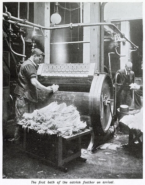 Manufacture of Ostrich Feathers - Washing 1907