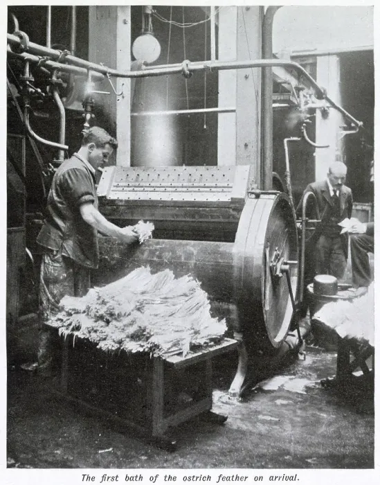Framed Print : Manufacture of Ostrich Feathers - Washing 1907 Framed Print : Manufacture of Ostrich Feathers - Washing 1907