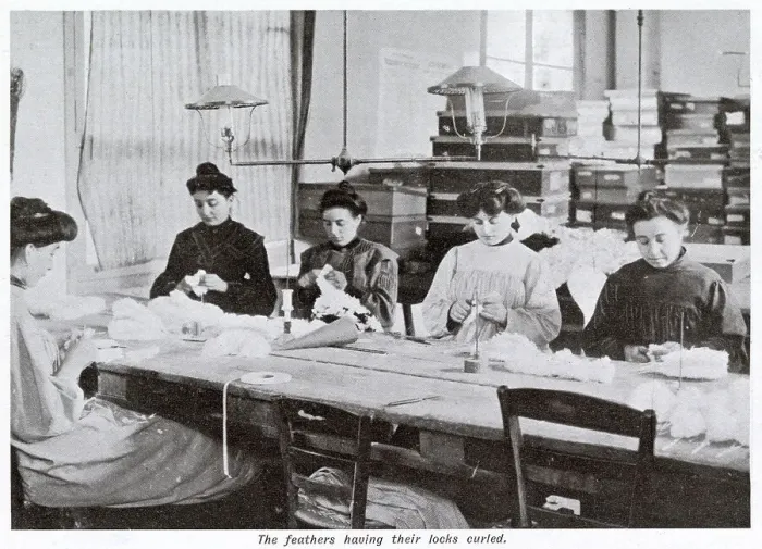 Framed Print : Manufacture of Ostrich Feathers - Women Curlers 1907 Framed Print : Manufacture of Ostrich Feathers - Women Curlers 1907