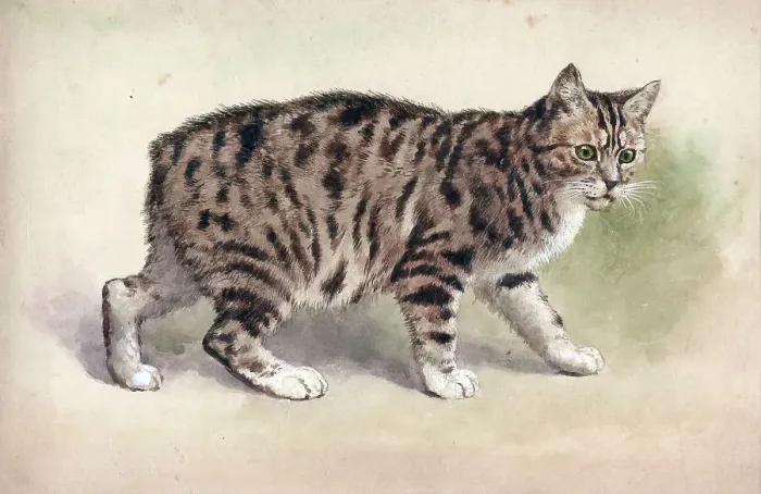 Framed Print : Manx cat. Animals - Manx cat Date: 1920s Framed Print : Manx cat. Animals - Manx cat Date: 1920s