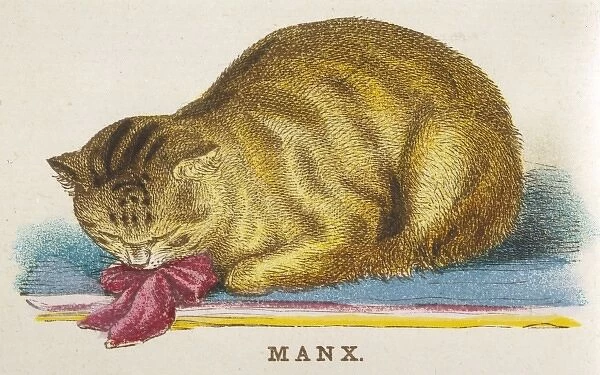 MANX CAT. A first prize-winning Manx cat, a breed noted for its lack of a tail, owned by P