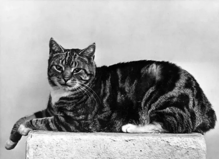 Framed Print : MANX CAT LYING DOWN Framed Print : MANX CAT LYING DOWN
