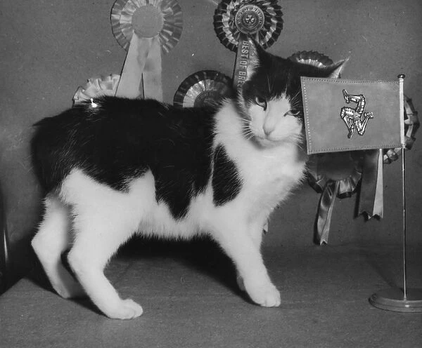 Manx cat with rosettes and flag