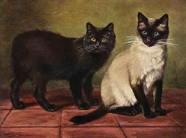 Manx and Siamese Cats
