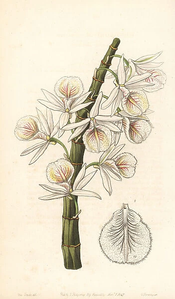 Many-flowered dendrobium orchid, Dendrobium polyanthum