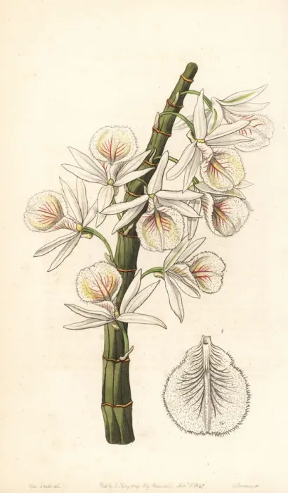 Framed Print : Many-flowered dendrobium orchid, Dendrobium polyanthum Framed Print : Many-flowered dendrobium orchid, Dendrobium polyanthum