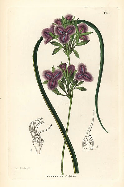 Many-flowered fringe-lily, Thysanotus multiflorus