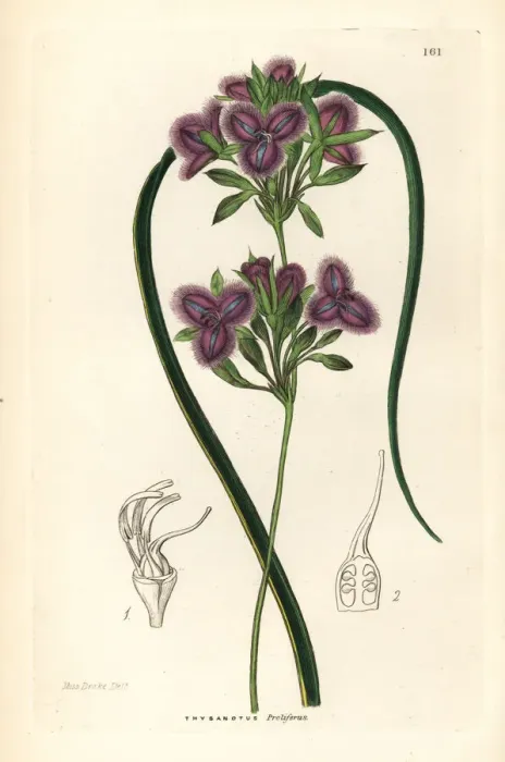Framed Print : Many-flowered fringe-lily, Thysanotus multiflorus Framed Print : Many-flowered fringe-lily, Thysanotus multiflorus